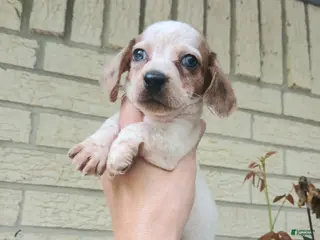 Miniature Dachshund dogs Sugar pies blue eyed white boy. Hand delivery - Ad 9