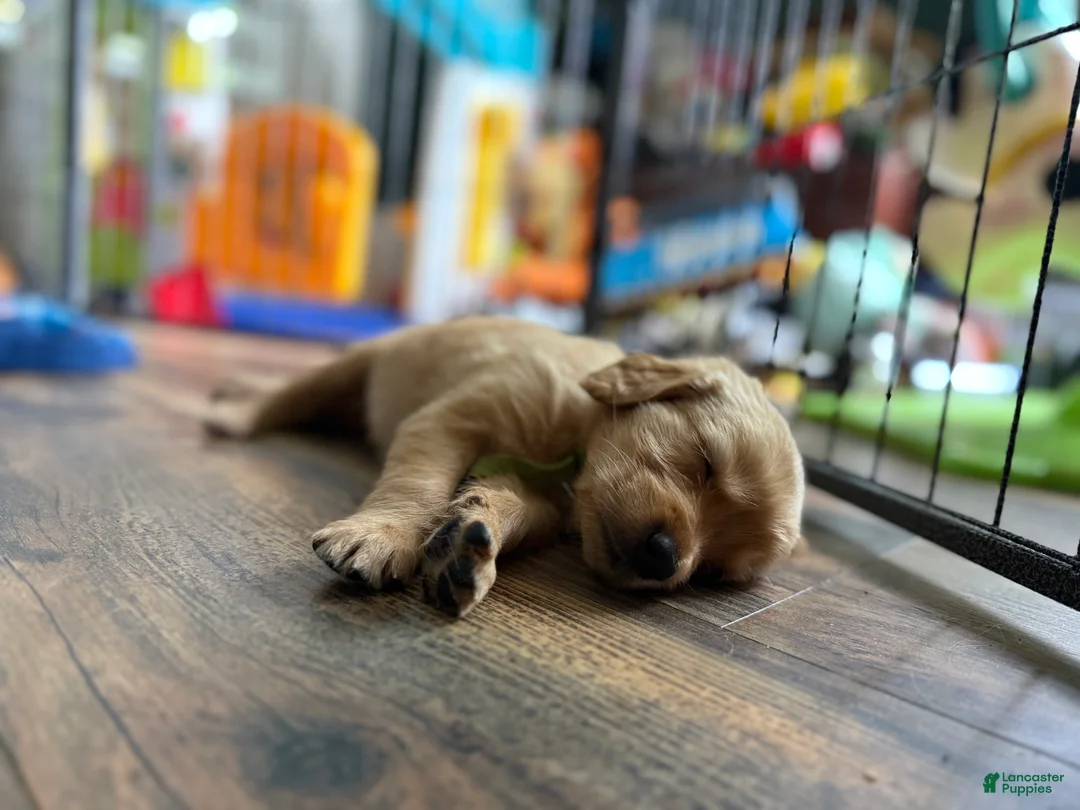 Golden Retriever dogs for sale: Green - Ad 2