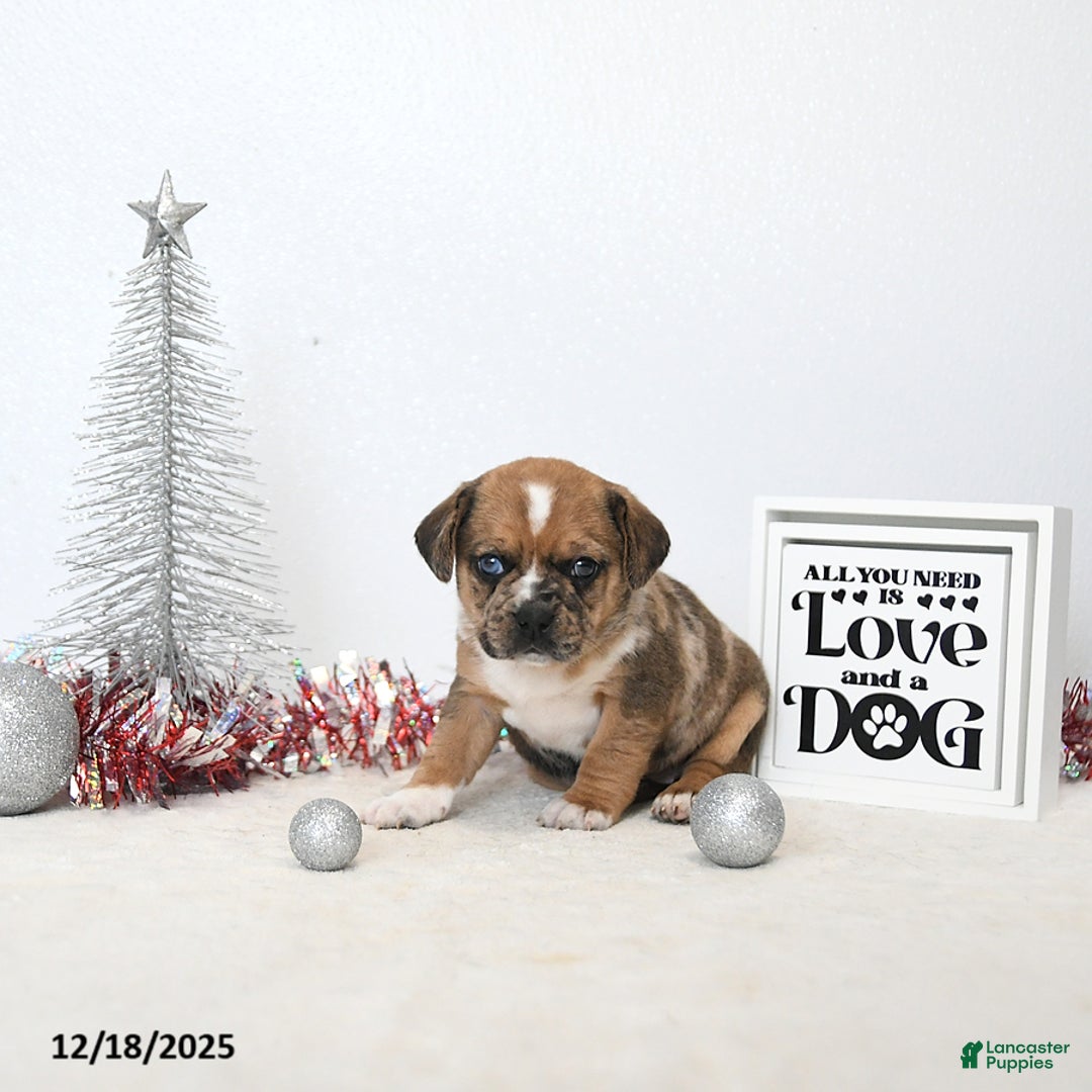 Puggle dogs for sale: Ginger - Ad 2
