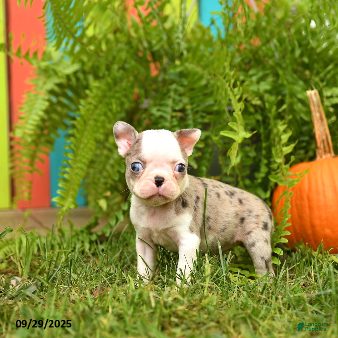 Boston Terrier dogs for sale: Kenzie - Ad 13