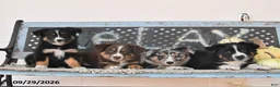 Australian Shepherd dogs for sale: Charlotte - Ad 3