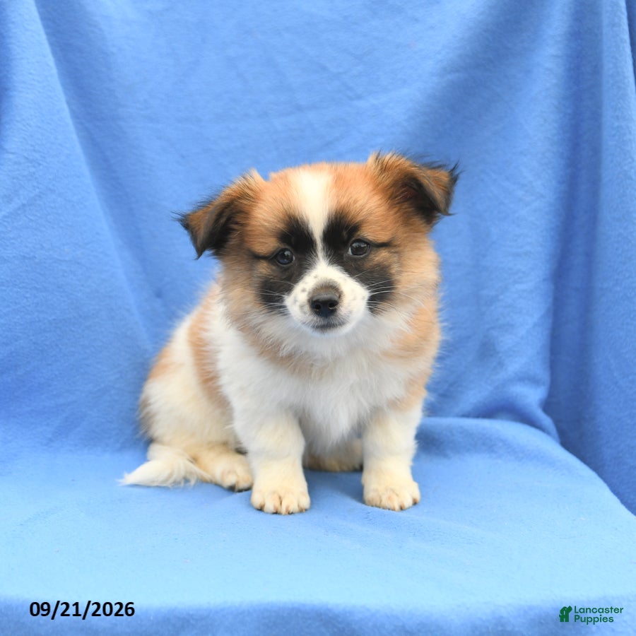 Mixed Breed dogs Gracie - Ad 1