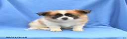 Mixed Breed dogs for sale: Gracie - Ad 1