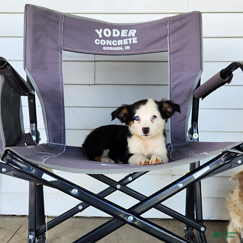 Miniature Australian Shepherd dogs Gwen - Ad 1