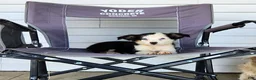 Miniature Australian Shepherd dogs for sale: Gwen - Ad 1