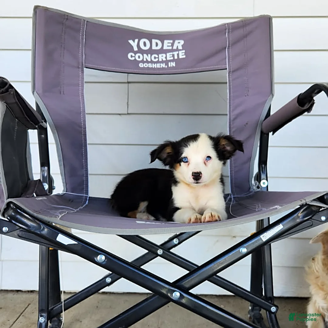 Miniature Australian Shepherd dogs for sale: Gwen - Ad 1