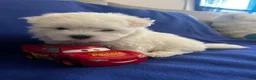 Maltese dogs for sale: Rocky - Ad 29