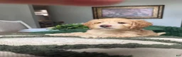 Mini Goldendoodle dogs for sale: Mini Goldendoodle 1 - Ad 9