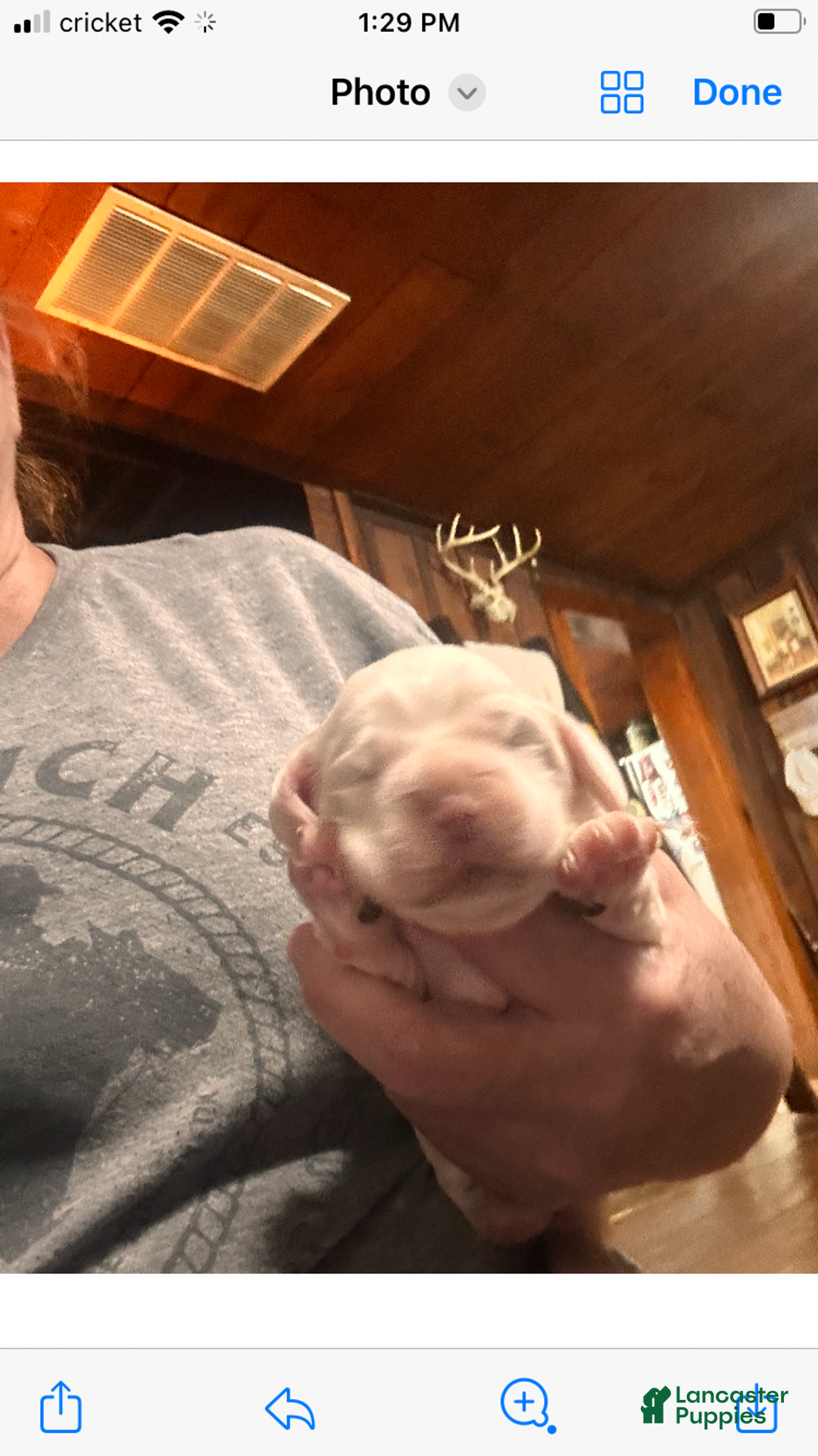 Cocker Spaniel dogs for sale: Momo  - Ad 2