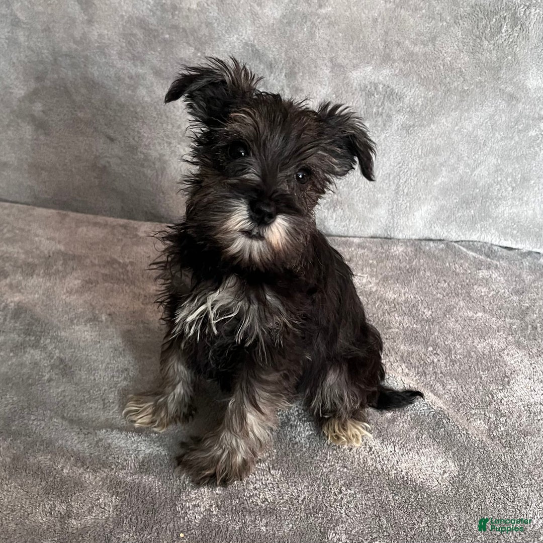 Miniature Schnauzer dogs for sale: Theo - Ad 1