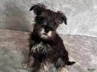 Miniature Schnauzer dogs Theo - Ad 29
