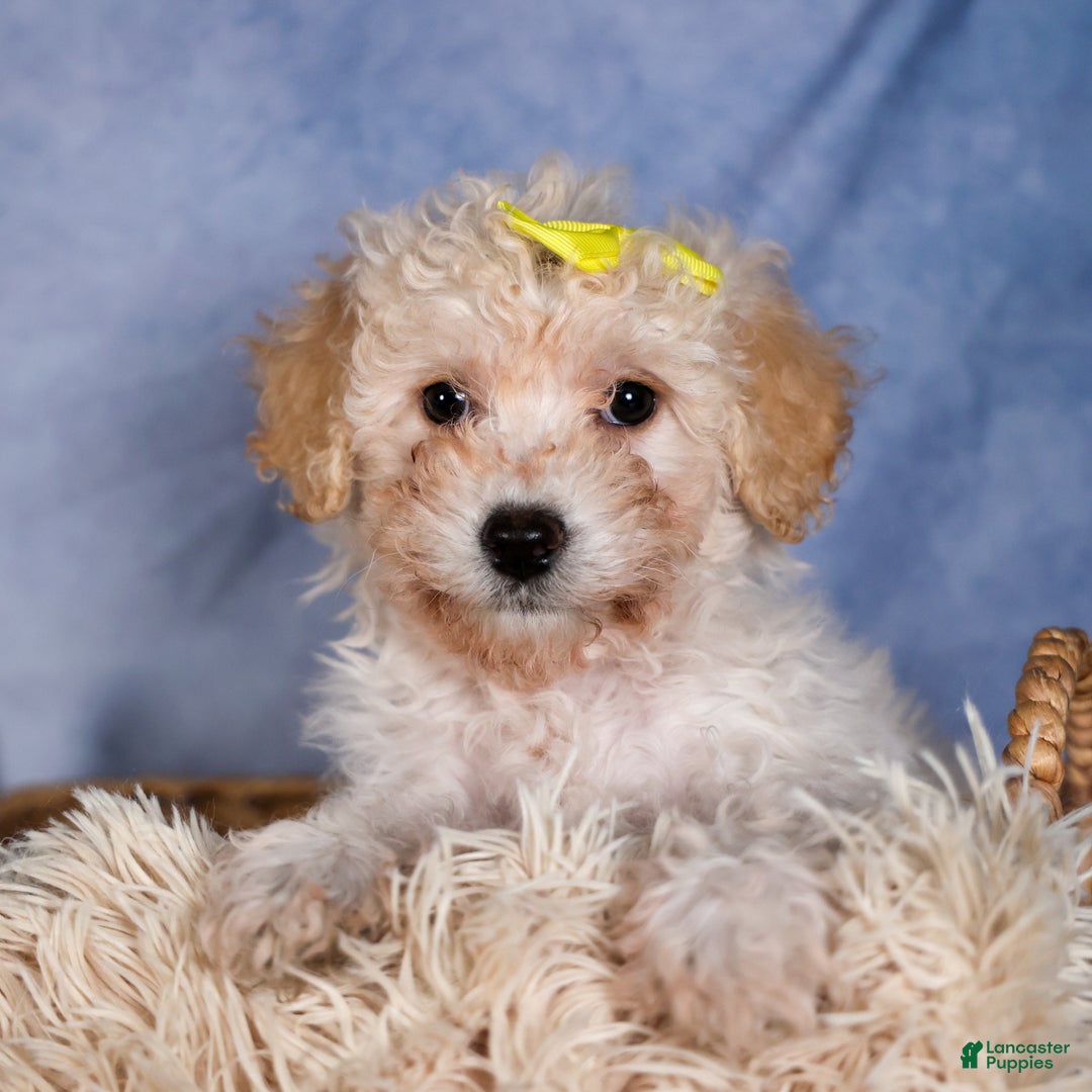 Shih Tzu dogs for sale: NICKY - Ad 15