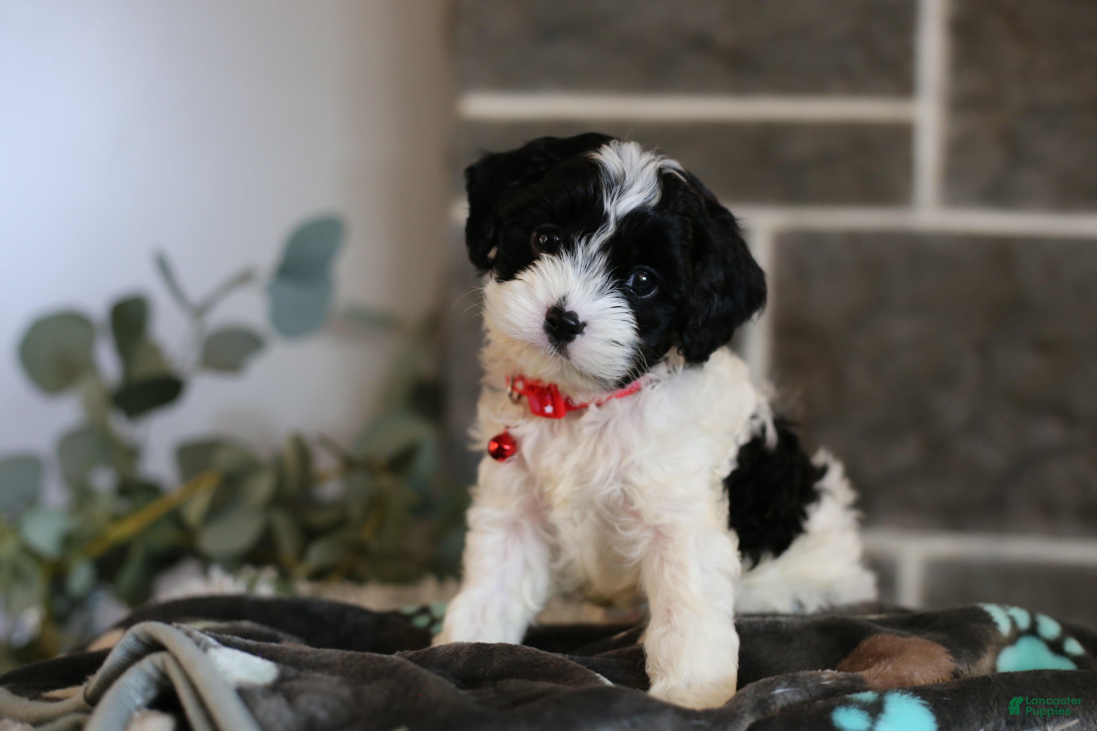 Cavapoo dogs Dakota - Ad 1