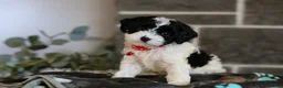 Cavapoo dogs for sale: Dakota - Ad 1