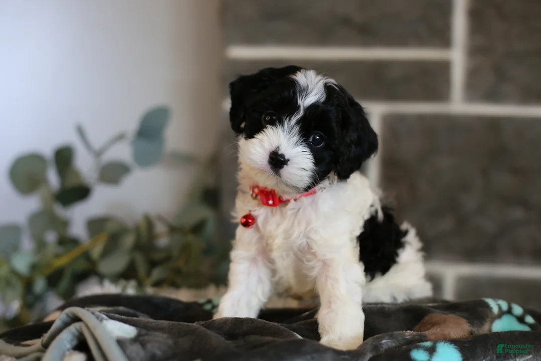 Cavapoo dogs for sale: Dakota - Ad 1