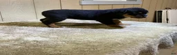 Rottweiler dogs for sale: Rottweiler 3 - Ad 4