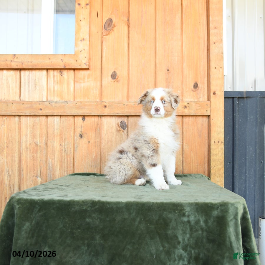 Australian Shepherd dogs Alex  - Ad 1