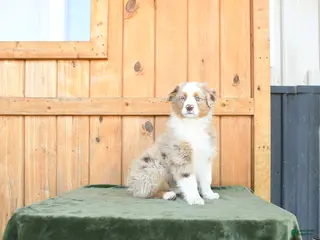 Australian Shepherd dogs for sale: Alex - Ad 2