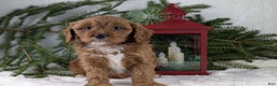 Cavapoo dogs for sale: Nicklous  - Ad 7