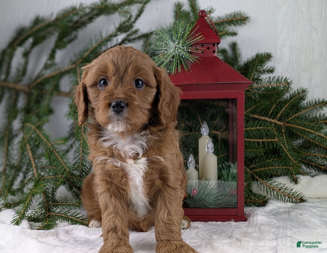 Cavapoo dogs for sale: Nicklous  - Ad 7