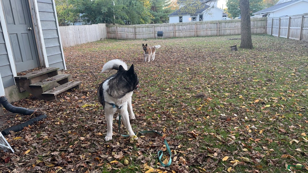 Akita dogs for sale: Akita Puppy 1 - Ad 3