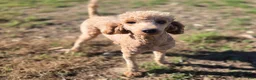 Cockapoo dogs for sale: Paris - Ad 6