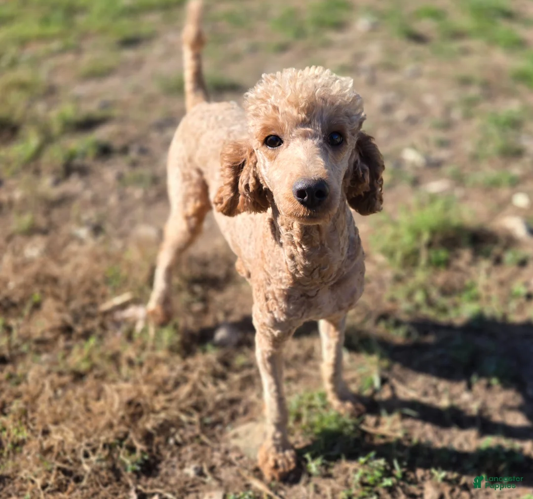 Cockapoo dogs for sale: Paris - Ad 6
