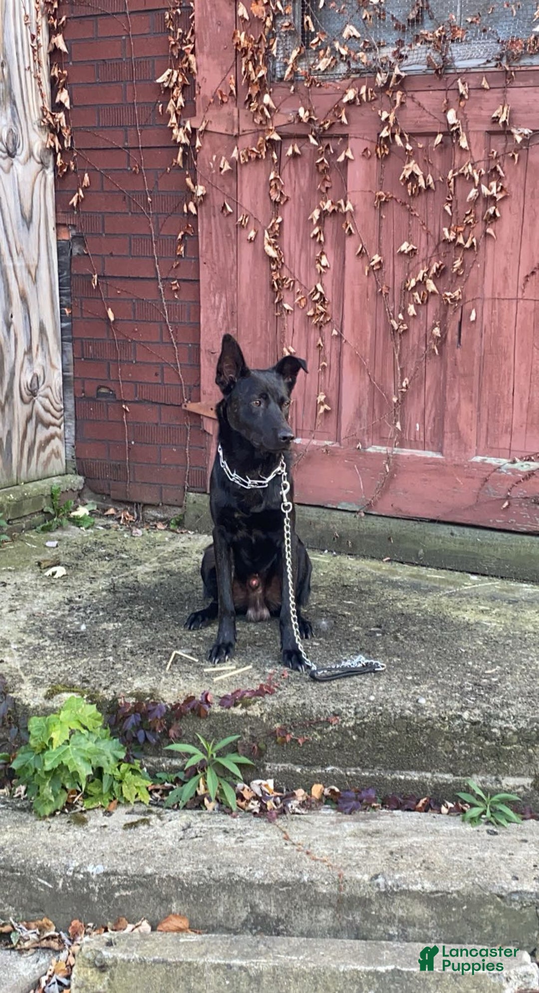 Dutch Shepherd dogs for sale: Dutch Shepherd  - Ad 5