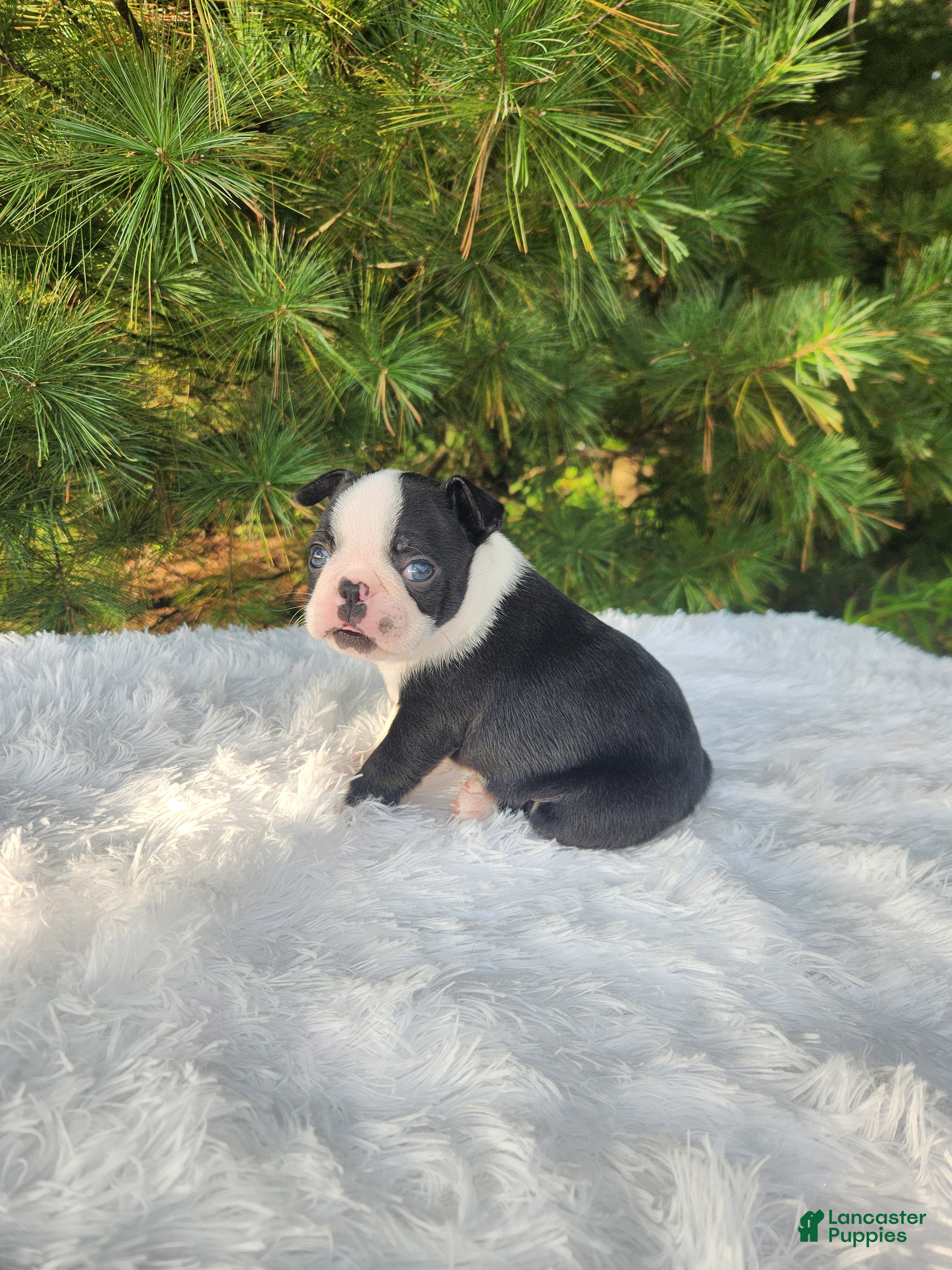 Boston Terrier dogs Pepper - Ad 2