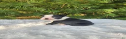 Boston Terrier dogs for sale: Pepper - Ad 2