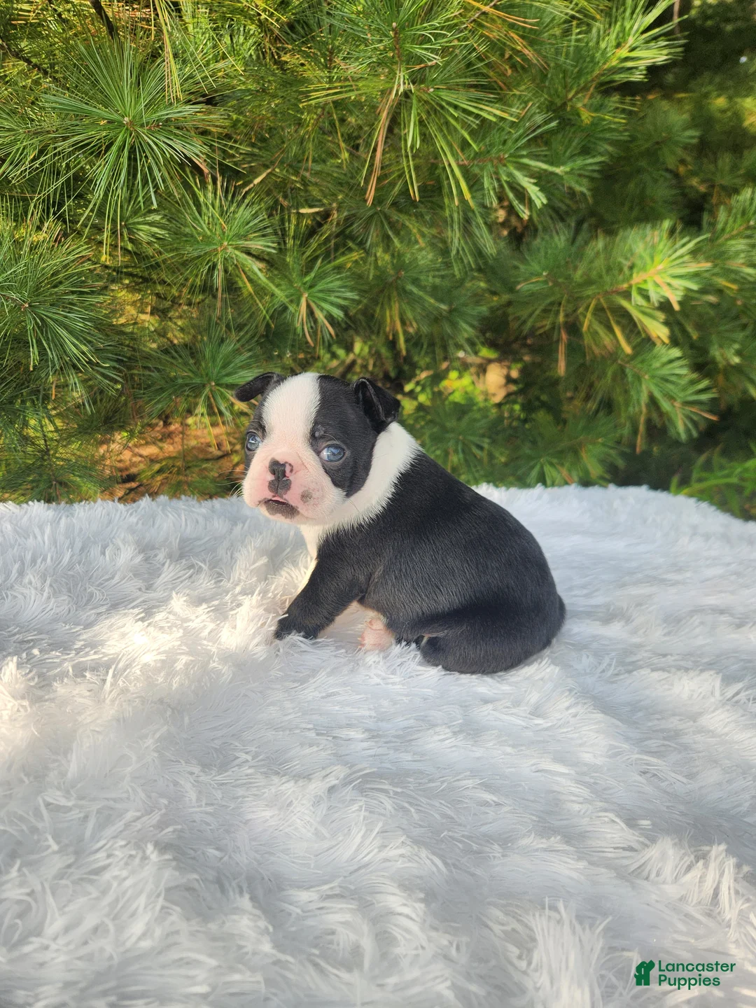 Boston Terrier dogs for sale: Pepper - Ad 2