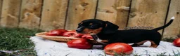 Miniature Dachshund dogs for sale: DNA Clear Black & Tan Piebald Smooth Coat Dachshund Puppy - Ad 3