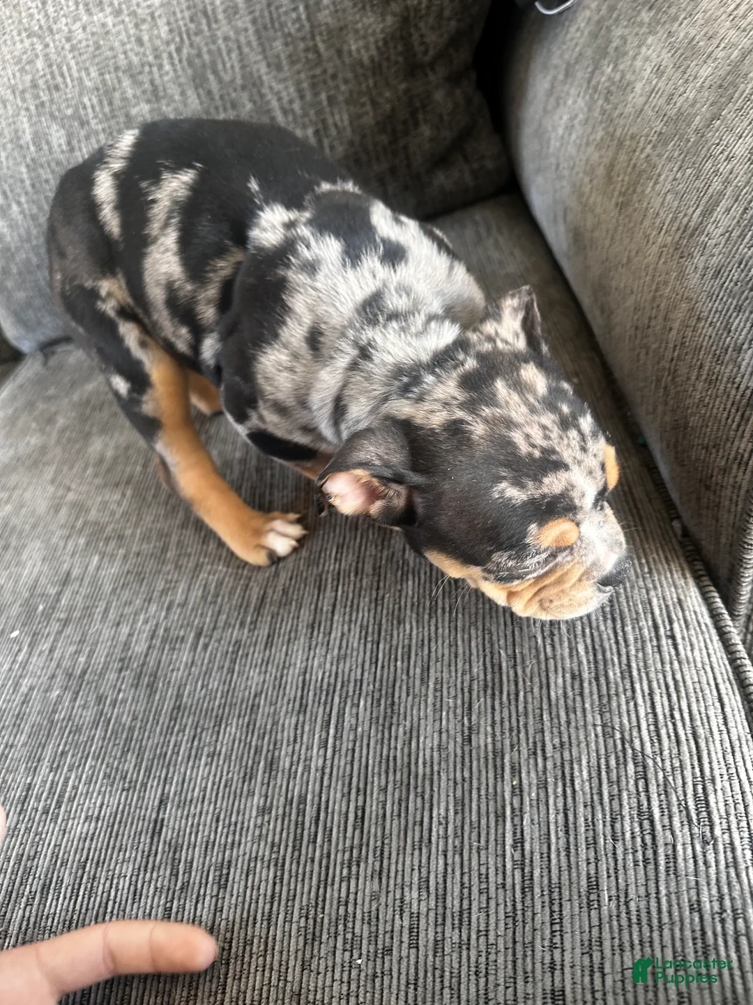 Mixed Breed dogs for sale: Merle female  - Ad 3
