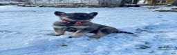 Norwegian Elkhound dogs for sale: Blaze of orange - Ad 3