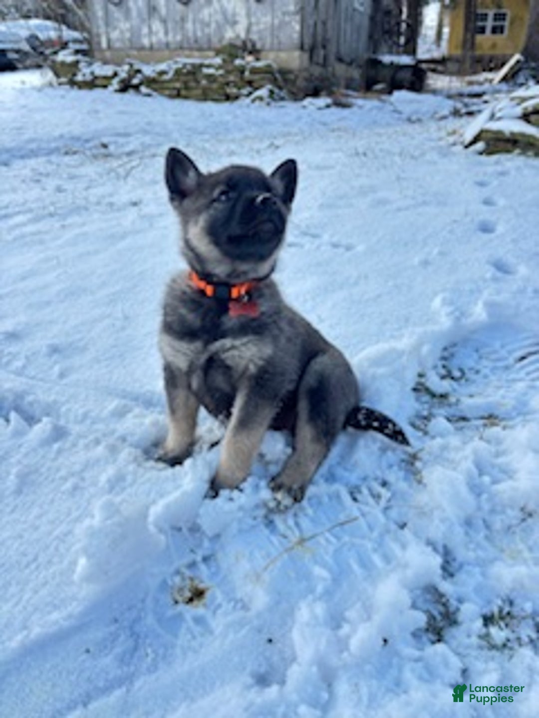 Norwegian Elkhound dogs for sale: Blaze of orange - Ad 3