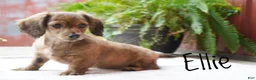 Dachshund dogs for sale: Ellie - Ad 5