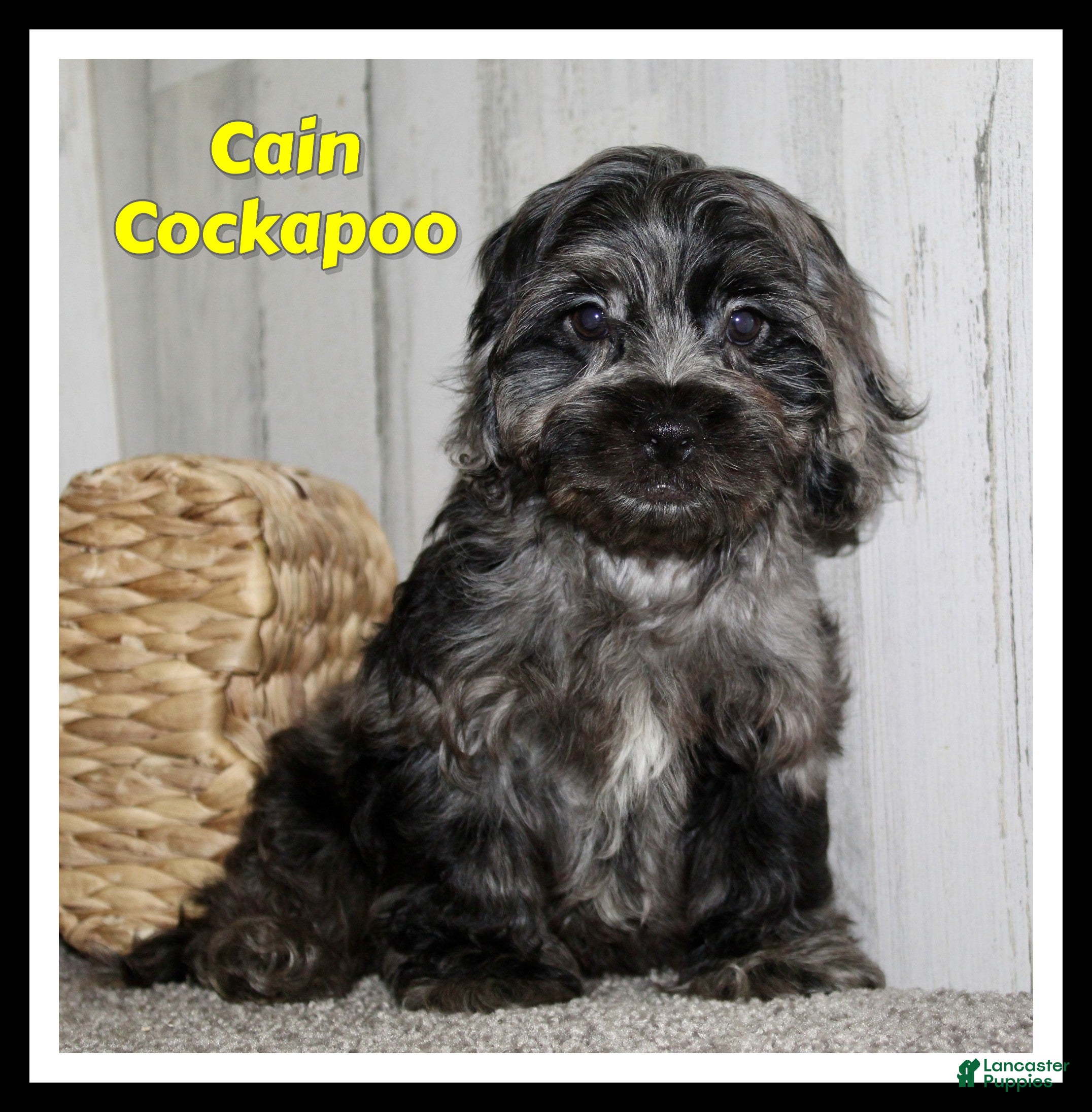 Cockapoo dogs Cain - Ad 25