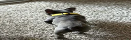 French Bulldog dogs for sale: Frenchie  - Ad 3