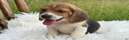 Beagle dogs for sale: Aspen - Ad 7