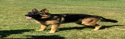 German Shepherd dogs for sale: German Shepherd 6 - Ad 3