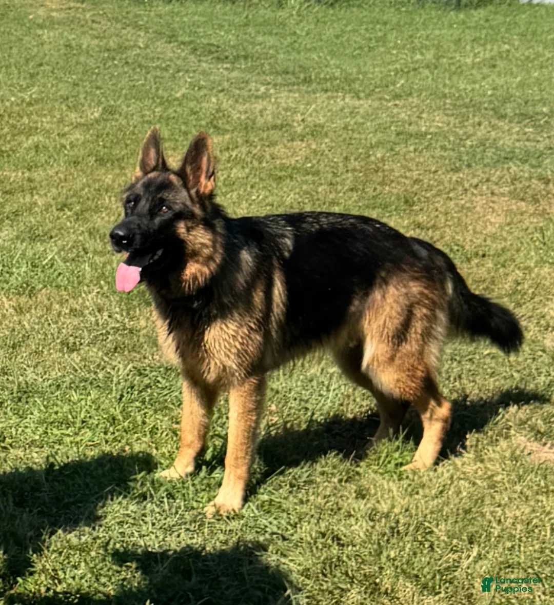 German Shepherd dogs for sale: German Shepherd 6 - Ad 3