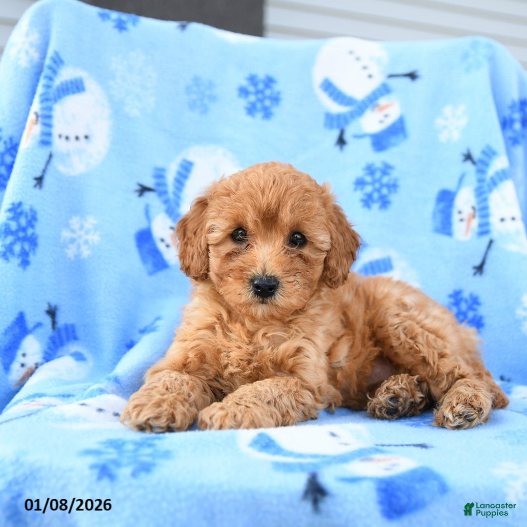 Mini Goldendoodle dogs for sale: Winnie - Ad 5