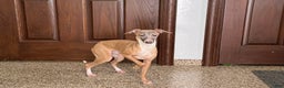 Italian Greyhound dogs for sale: Kenny - Ad 3