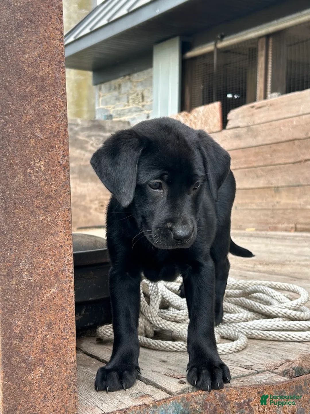 Mixed Breed dogs for sale: Roxy - Ad 2