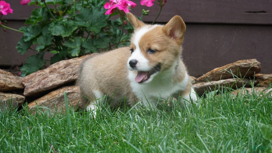Welsh Corgi Pembroke dogs Olive  - Ad 2