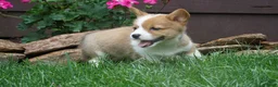 Welsh Corgi Pembroke dogs for sale: Olive  - Ad 2