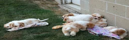 Cavachon dogs for sale: RANDY - Ad 14