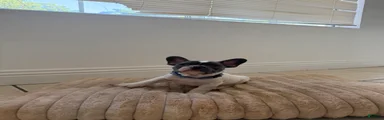 French Bulldog 2