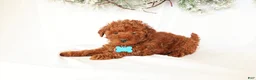 Miniature Poodle dogs for sale: Duke - Ad 4