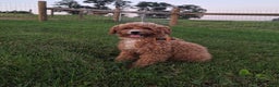 Miniature Poodle dogs for sale: Luna - Ad 7